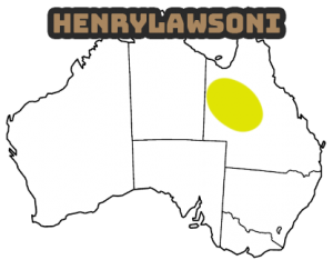 pogona henrylawsoni que vive en localizaciones áridas, secas y desérticas