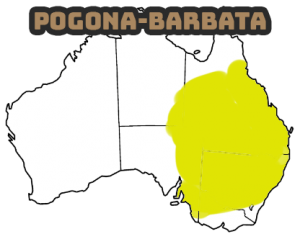 especie pogona barbata y lugar donde se puede hallar por australia